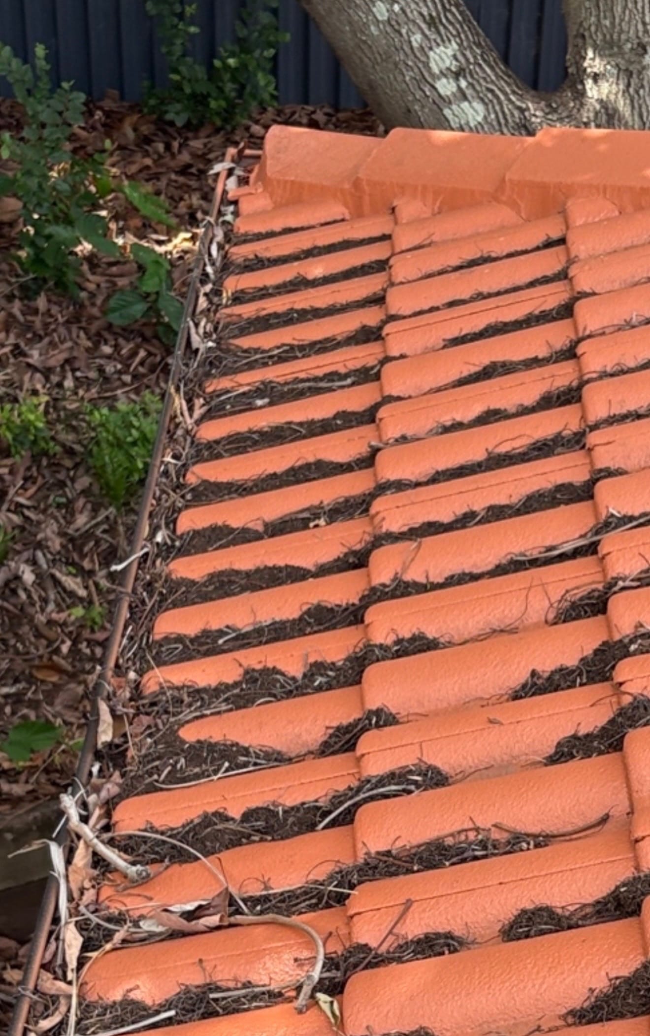 Before roof cleaning in Brisbane tile roof covered in mud